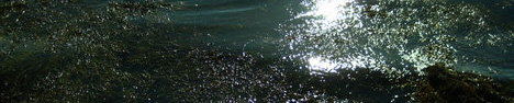 sunlight20and20seaweed,cropped